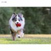 KongClassicDogToy