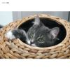 キャットツリー高さ110cmキャットタワー爪とぎおもちゃネコ猫おしゃれArchie&OscarAdriana44