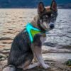 LEDライト付犬用ハーネス充電式光る軽量防雨反射材夜間お散歩noxgearLightHound?RevolutionaryIlluminatedandReflectiveHarnessforDogsIncludingMulticoloredLEDFiberOptics(USBRechargeable,Adjustable,Lightweight,Rainproof)