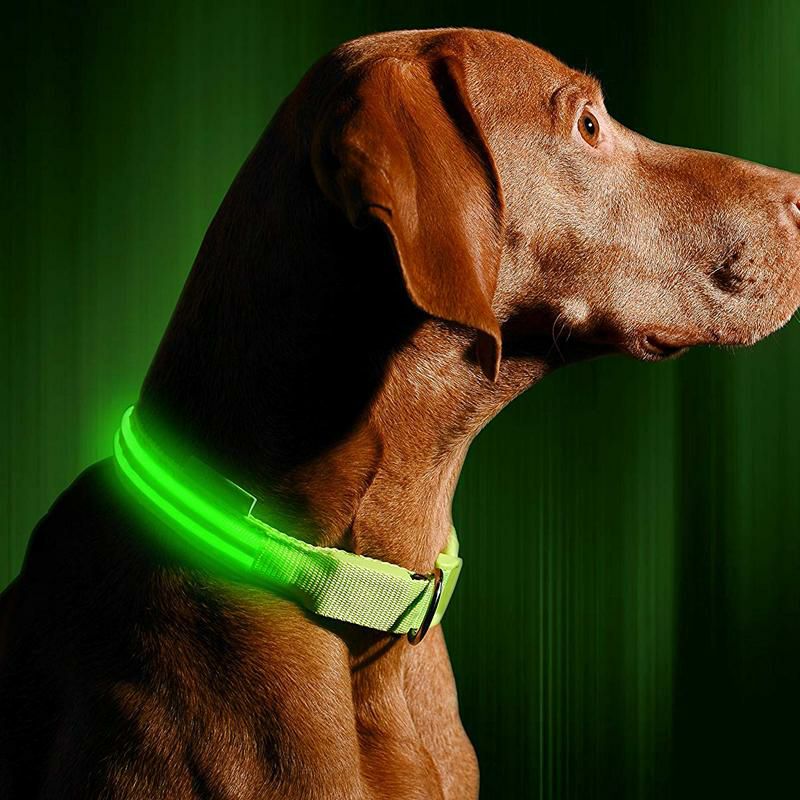 LEDライト付犬用首輪充電式光る夜間ペットIllumiseenLEDDogCollar-USBRechargeable-Availablein6Colors&6Sizes-MakesYourDogVisible,Safe&Seen