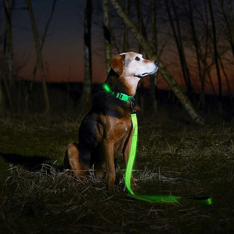 LEDライト付犬用首輪充電式光る夜間ペットIllumiseenLEDDogCollar-USBRechargeable-Availablein6Colors&6Sizes-MakesYourDogVisible,Safe&Seen