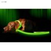 LEDライト付犬用首輪充電式光る夜間ペットIllumiseenLEDDogCollar-USBRechargeable-Availablein6Colors&6Sizes-MakesYourDogVisible,Safe&Seen